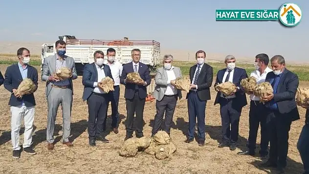Yazıhan'da pancarının kalitesine tam not