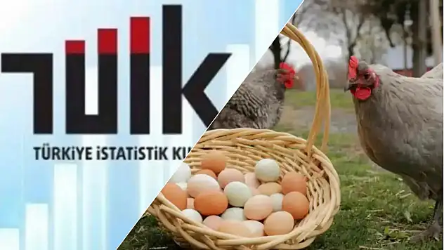 Yumurta Üretiminde Düşüş Tavuk Etinde Rekor Artış!