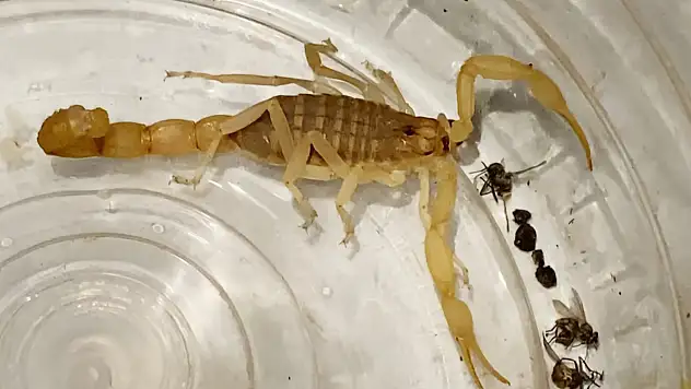 Zehri 10 Milyon Dolar! Anadolu Sarı Akrebi Satıcısı Yakalandı