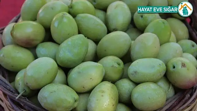 Zeytinyağı fiyatları yükselecek