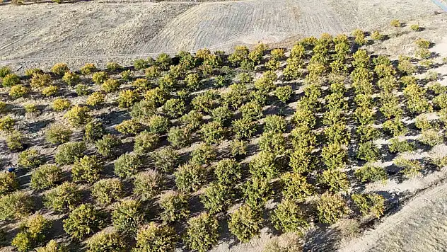Zirai dondan etkilenen kayısı ağaçları gelecek yıl için umut veriyor
