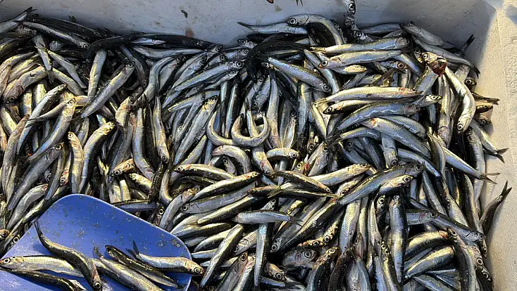 Balıkçılar Müjdeyi Verdi: Hamsi Bu Yıl Rekor Kırabilir!