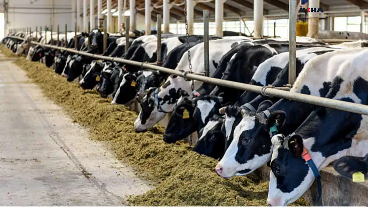 Büyükbaş hayvan sayısı yüzde 4,3 arttı