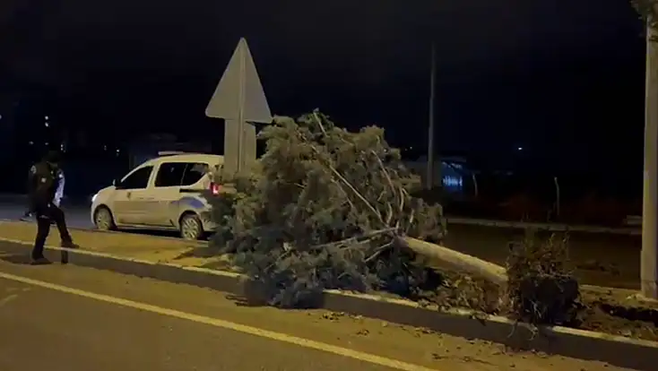Malatya'da fırtına ağaçları kökünden söktü
