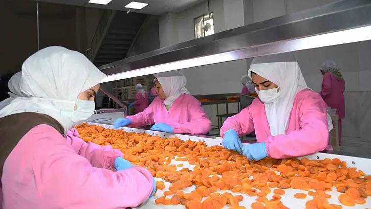 Malatya'da kuru kayısıda 11 ayda 275 milyon dolar gelir elde edildi