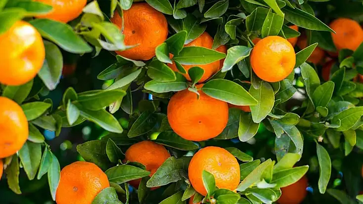 Yaş Meyve İhracatının Lideri Mandalina Oldu