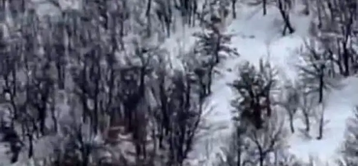 Elazığ'da domuz sürüsünü 'ordu geliyor' diye kayda aldı