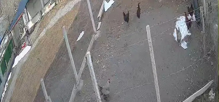 Kümese giren tilki tavuğu alıp götürdü: O anlar kamerada