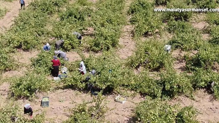 'Hatun parmağı' üzümünde hasat zamanı