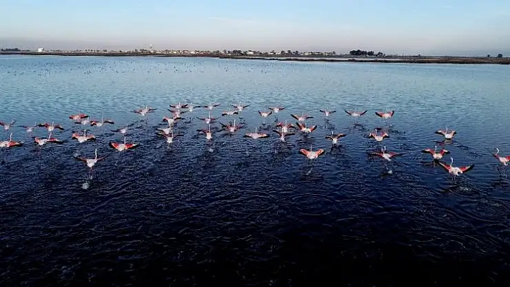 4 ilde 248 bin 56 su kuşu sayıldı