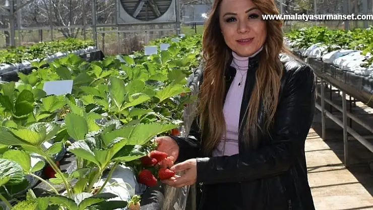 'Kalede Çilek Kadın Elinde Yetişecek' Projesi devrede