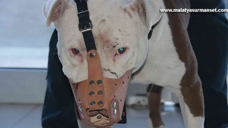 'Yasaklı ırk' köpek sahipleri silah alamıyor, saldırgan köpek yetiştiriyor