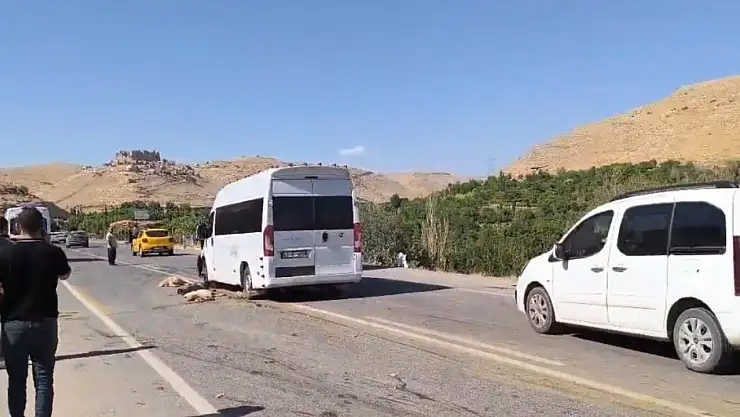 13 Küçükbaş Hayvan Telef Oldu Minibüs Sürücüsü Kaçtı mı?
