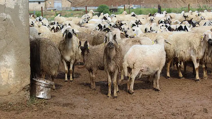 3 Bin 200 Küçükbaş Hayvanı İhaleyle Satışa Çıkarıyor
