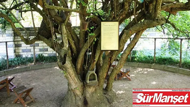 370 yıllık kızılcık ağacı yıllara meydan okuyor