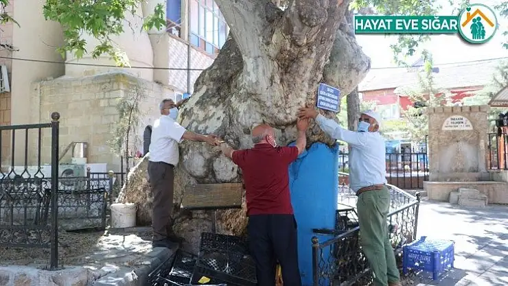 4 asırlık anıt çınar zamana meydan okuyor