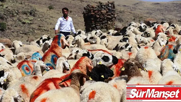 40 yıl aradan sonra Koç Katım Şenliği yeniden düzenlendi