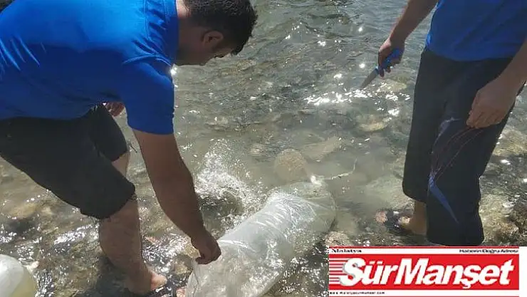 400 bin sazan yavrusu Karakaya Barajı'na bırakıldı