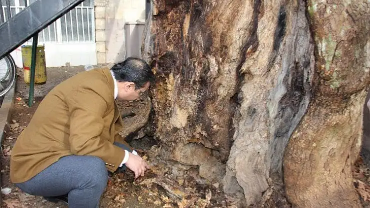 400 yıllık anıt ağaç kurtarılabilecek
