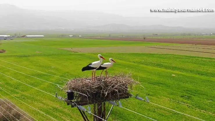 60 yıldır aynı direğe yuva yapıyorlardı, bu yıl yine geldiler