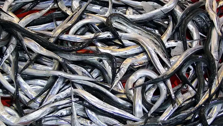 7 balık türü daha resmen tescil edildi