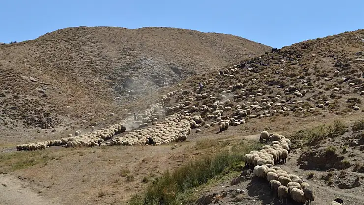 700 Küçükbaş Hayvan İhaleyle Satılacak