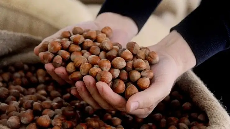 AB ülkelerine iki ayda 5 bin 156 ton 522 kilo fındık ihraç edildi