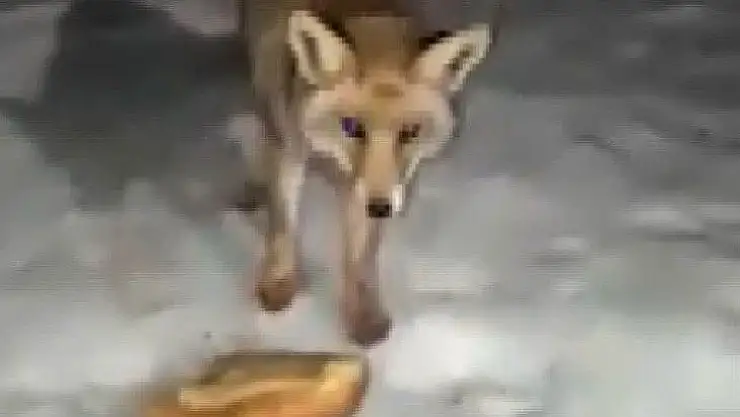 Aç kalan tilki mermer ocağına geldi