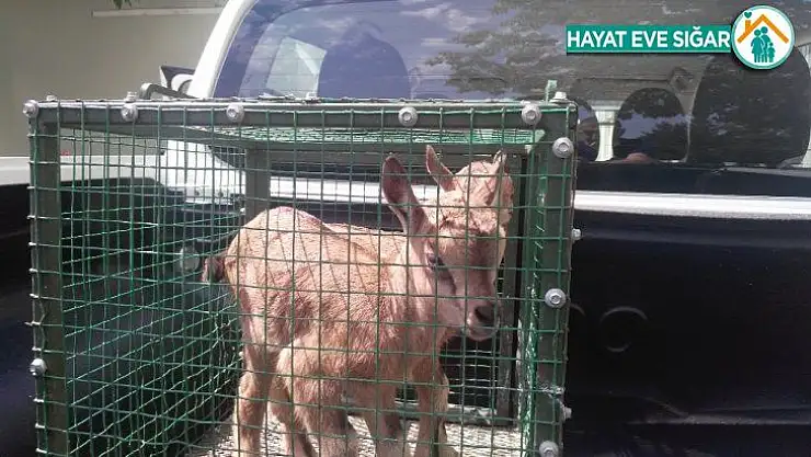 Aç kalan yavru yaban keçilerine vatandaşlar sahip çıktı