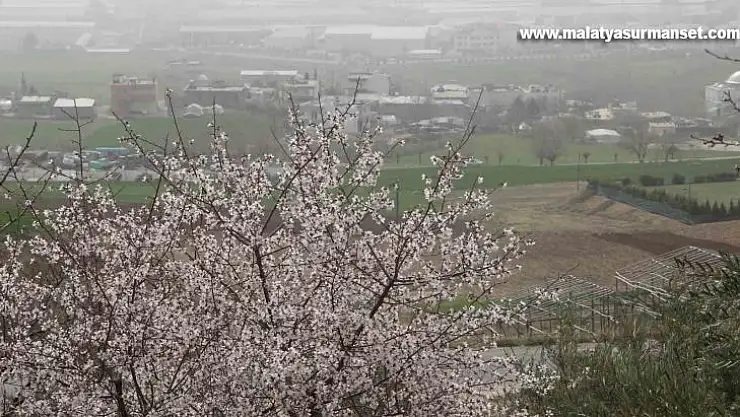 Adıyaman'da ağaçlar hüzne çiçek açtı