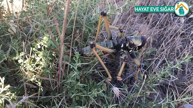 Adıyaman'da etçil çekirge görüldü