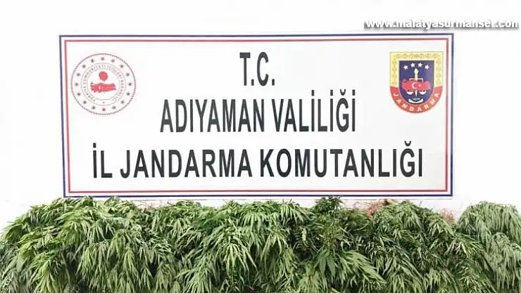 Adıyaman'da kenevir bitkisi ele geçirildi