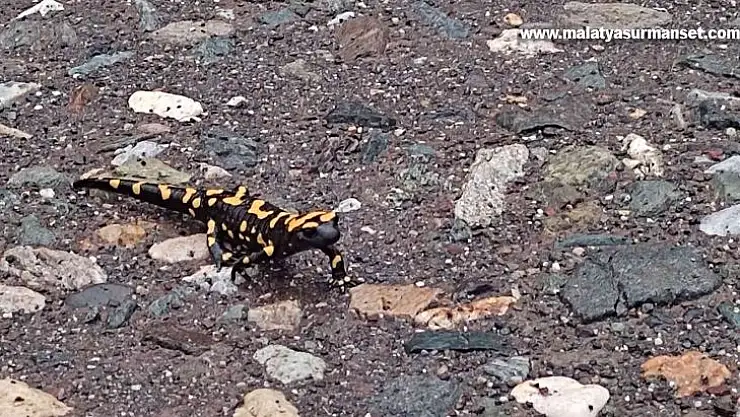 Adıyaman'da sarı benekli semender görüldü