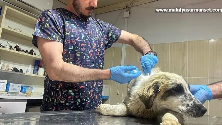 Adıyaman'da yaralı köpek tedavi altına alındı