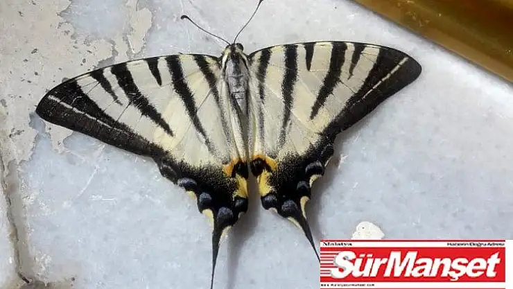 Adıyaman'da zebra çatal kuyruklu kelebek görüldü