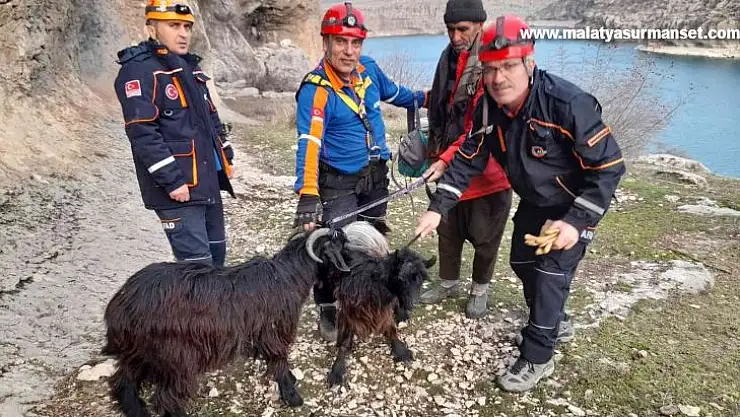 AFAD ekipleri mahsur kalan keçileri kurtardı