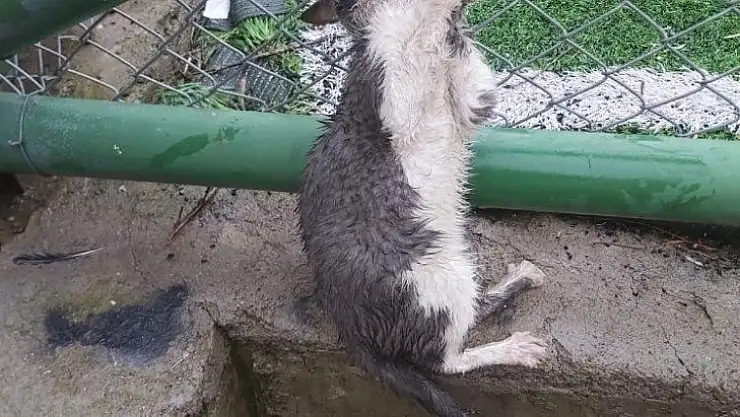 AFAD gönüllüsü ve arkadaşı başı tel örgüde sıkışan kediyi kurtardı