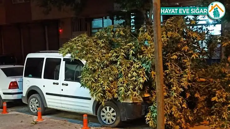 Ağaç dalı park halinki aracın üzerine düştü