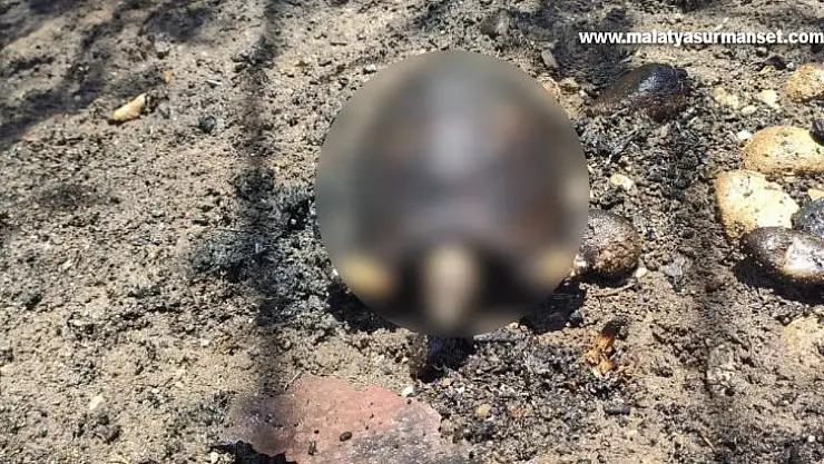Ağaçlık alanda çıkan yangında hayvanlar telef oldu