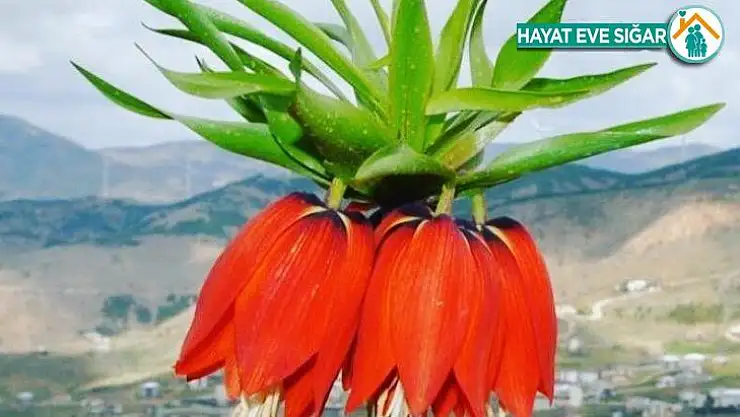 Ağlayan gelinlerin boynu bükük kaldı