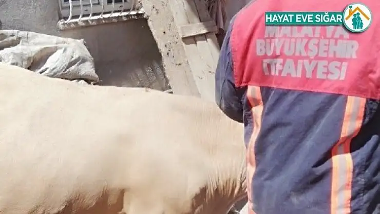 Ahır çöktü hayvanlar kurtarıldı
