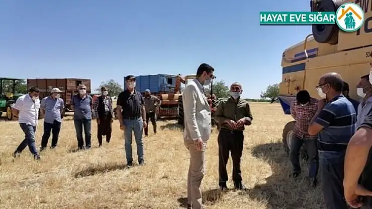 Akçadağ'da hububat hasadı başladı