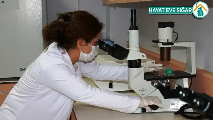 Akciğer kanseri tedavisi için umutlandıran haber
