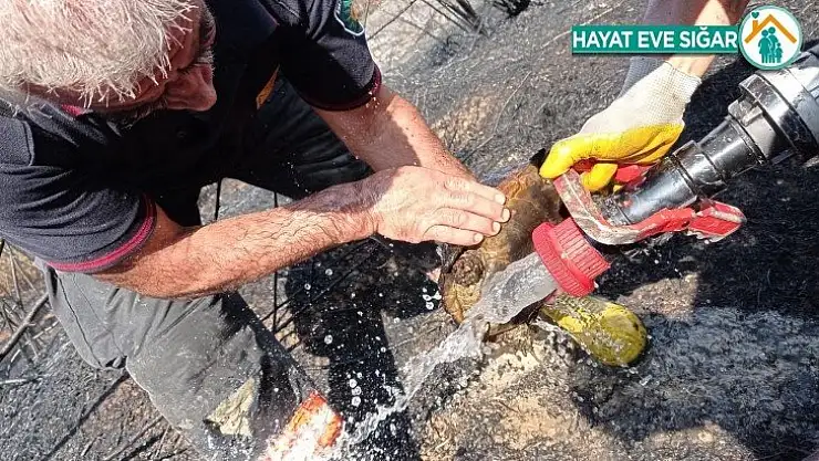 Alevlerin arasında kalan kaplumbağa kurtarıldı