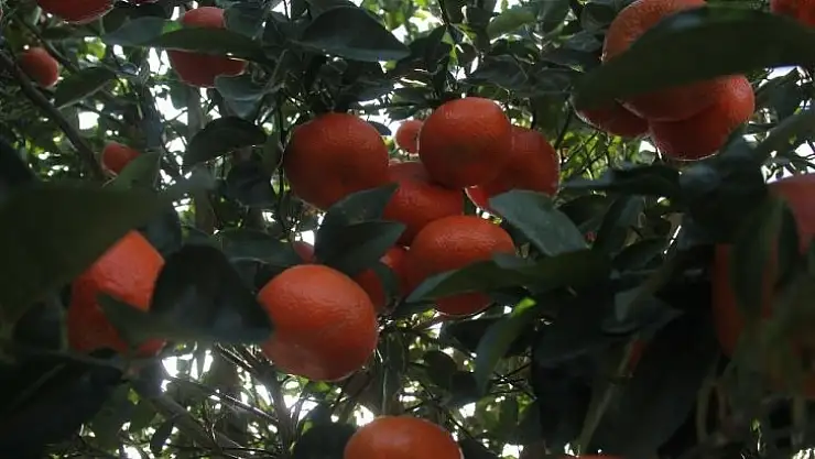 Almanya ve Hollanda'nın mandalinası Adana'dan