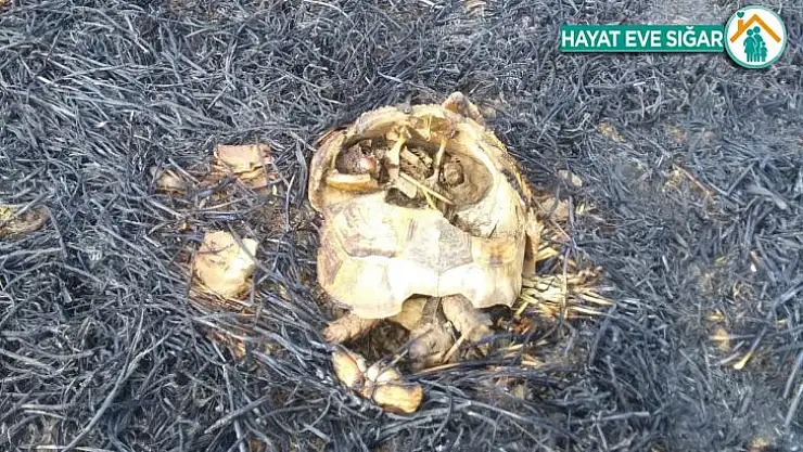 Anız yangınında hayvanlar telef oldu