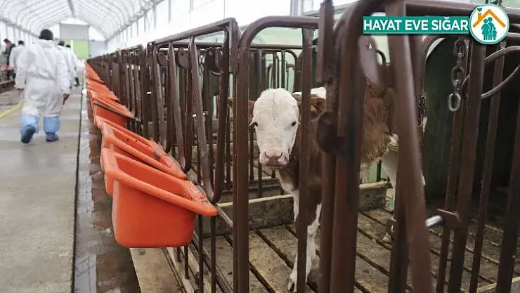 Ankara'da büyükbaş hayvanların aşılama ve küpeleme işlemleri devam ediyor