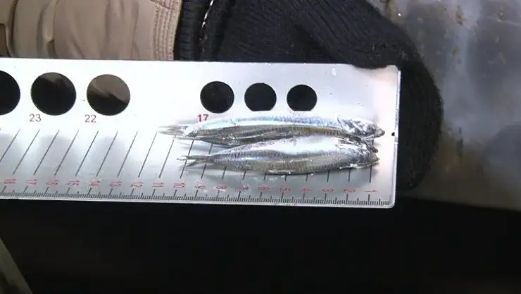 Ankara'daki balıkçılara gece denetimi