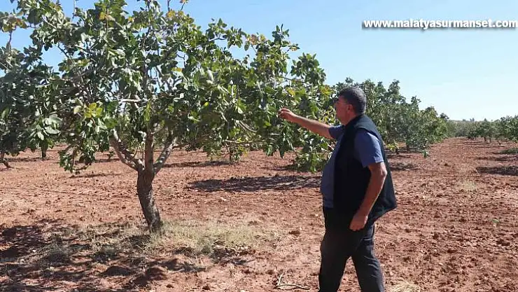 Antepfıstığını bekleyen tehlike