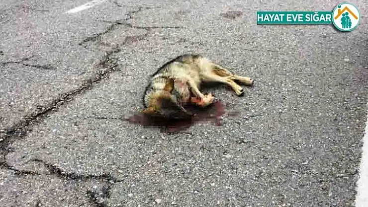 Aracın çarptığı kurt yaralandı